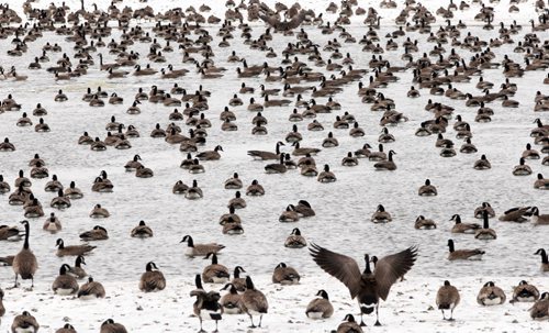 Thousands of Canada geese have converged to the open water at Fort Whyte Alive (FWA) due to the recent cold weather in Winnipeg- - Standup Photo- Mar 27, 2015   (JOE BRYKSA / WINNIPEG FREE PRESS)