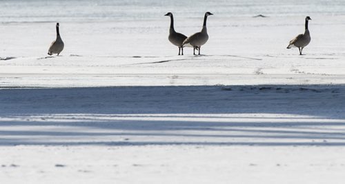 150328 Winnipeg - DAVID LIPNOWSKI / WINNIPEG FREE PRESS  A flock of Canada Geese on the Red River early Saturday morning.