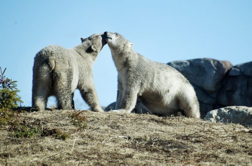 Two polar bears play together at Assiniboine Park Zoo's Journey to Churchill exhibit on Sunday. Sarah Taylor / Winnipeg Free Press