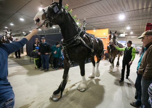 A Clydesdale horse is led out to the ring for the light draft team class at the Royal Manitoba Winter Fair in Brandon, Manitoba March 30, 2015 at the Keystone Centre.  150330 - Monday, March 30, 2015 - (Melissa Tait / Winnipeg Free Press)