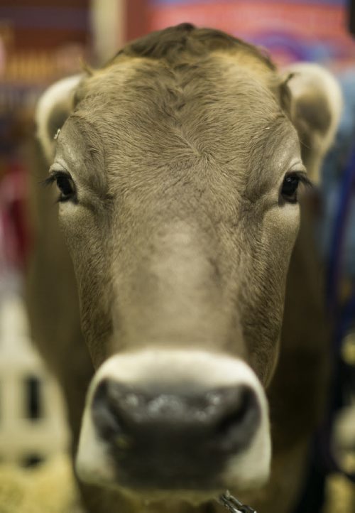 A Jersey cow during a milking demonstration by the Dairy Farmers of Manitoba at the Royal Manitoba Winter Fair in Brandon, Manitoba March 30, 2015 at the Keystone Centre.  150330 - Monday, March 30, 2015 - (Melissa Tait / Winnipeg Free Press)