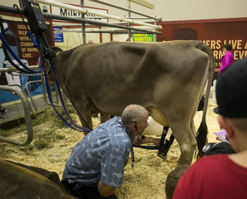 A milking demonstration of a Jersey cow by the Dairy Farmers of Manitoba in the Thru the Farm Gate area of the Royal Manitoba Winter Fair in Brandon, Manitoba March 30, 2015 at the Keystone Centre.  150330 - Monday, March 30, 2015 - (Melissa Tait / Winnipeg Free Press)