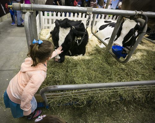 A Holstein gets a pat during a milking demonstration by the Dairy Farmers of Manitoba in the Thru the Farm Gate area of the Royal Manitoba Winter Fair in Brandon, Manitoba March 30, 2015 at the Keystone Centre.  150330 - Monday, March 30, 2015 - (Melissa Tait / Winnipeg Free Press)