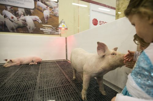 Piglets on display by the Manitoba Pork Council in the  Thru the Farm Gate area of the Royal Manitoba Winter Fair in Brandon, Manitoba March 30, 2015 at the Keystone Centre.Royal Manitoba Winter Fair in Brandon, Manitoba March 30, 2015 at the Keystone Centre.  150330 - Monday, March 30, 2015 - (Melissa Tait / Winnipeg Free Press)