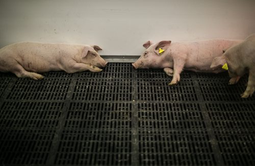 Piglets on display by the Manitoba Pork Council in the  Thru the Farm Gate area of the Royal Manitoba Winter Fair in Brandon, Manitoba March 30, 2015 at the Keystone Centre.Royal Manitoba Winter Fair in Brandon, Manitoba March 30, 2015 at the Keystone Centre. 150330 - Monday, March 30, 2015 - (Melissa Tait / Winnipeg Free Press)