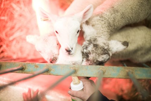 Lambs fed milk from a bottle in the Thru the Farm Gate area of the Royal Manitoba Winter Fair in Brandon, Manitoba March 30, 2015 at the Keystone Centre.  150330 - Monday, March 30, 2015 - (Melissa Tait / Winnipeg Free Press)