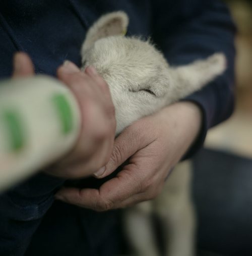 A four-day old lamb is fed by bottle, and held tightly to mimic the weight of her mother, in the Thru the Farm Gate area of the Royal Manitoba Winter Fair in Brandon, Manitoba March 30, 2015 at the Keystone Centre.  150330 - Monday, March 30, 2015 - (Melissa Tait / Winnipeg Free Press)