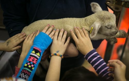 Kids pet a four-day old lamb in the Thru the Farm Gate area of the Royal Manitoba Winter Fair in Brandon, Manitoba March 30, 2015 at the Keystone Centre.  150330 - Monday, March 30, 2015 - (Melissa Tait / Winnipeg Free Press)