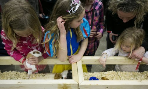 Guinea pigs and baby chicks in the petting zoo of the Thru the Farm Gate area of the Royal Manitoba Winter Fair in Brandon, Manitoba March 30, 2015 at the Keystone Centre.  150330 - Monday, March 30, 2015 - (Melissa Tait / Winnipeg Free Press)