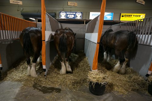 Clysedale rear ends in the draft horse stable area at the Royal Manitoba Winter Fair in Brandon, Manitoba March 30, 2015 at the Keystone Centre.  150330 - Monday, March 30, 2015 - (Melissa Tait / Winnipeg Free Press)