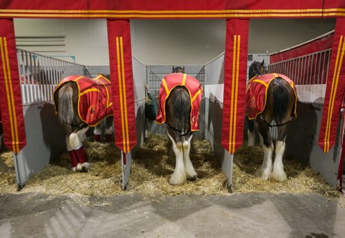 Clydesdale rear ends in the draft horse stable area at the Royal Manitoba Winter Fair in Brandon, Manitoba March 30, 2015 at the Keystone Centre.  150330 - Monday, March 30, 2015 - (Melissa Tait / Winnipeg Free Press)