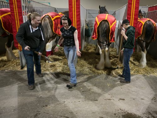 Paige Laycock (left) cleans up the stable area with Jodi Graham and Rein Roy at the Royal Manitoba Winter Fair in Brandon, Manitoba March 30, 2015 at the Keystone Centre.  150330 - Monday, March 30, 2015 - (Melissa Tait / Winnipeg Free Press)