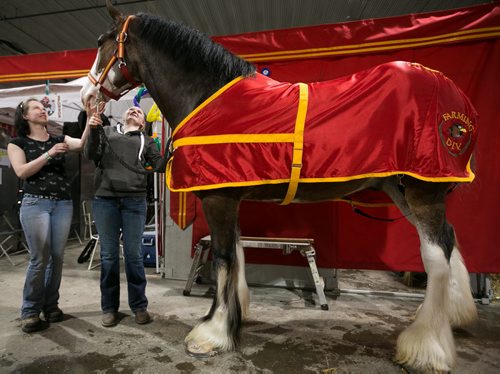 Jodi Graham and Paige Laycock with Clydesdale Jim in the draft horse stables at the Royal Manitoba Winter Fair in Brandon, Manitoba March 30, 2015 at the Keystone Centre.  150330 - Monday, March 30, 2015 - (Melissa Tait / Winnipeg Free Press)