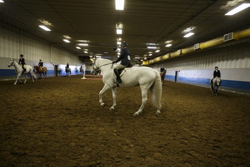 Riders in the practice ring before a show hunter competition at the Royal Manitoba Winter Fair in Brandon, Manitoba March 30, 2015 at the Keystone Centre.  150330 - Monday, March 30, 2015 - (Melissa Tait / Winnipeg Free Press)