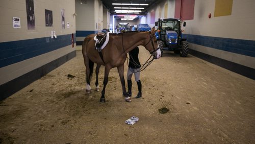 A rider prepares their horse before a show hunter competition at the Royal Manitoba Winter Fair in Brandon, Manitoba March 30, 2015 at the Keystone Centre. 150330 - Monday, March 30, 2015 - (Melissa Tait / Winnipeg Free Press)