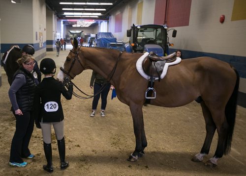 A rider prepares their horse before a show hunter competition at the Royal Manitoba Winter Fair in Brandon, Manitoba March 30, 2015 at the Keystone Centre. 150330 - Monday, March 30, 2015 - (Melissa Tait / Winnipeg Free Press)