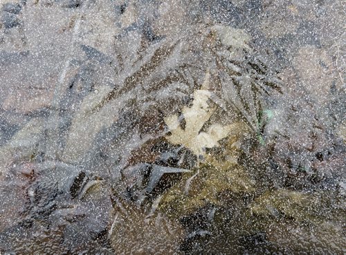 DAVID LIPNOWSKI / WINNIPEG FREE PRESS  Leaves are frozen in the duck pond at Assiniboine Park Friday April 3, 2015.