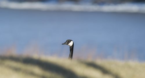 150404 Winnipeg - DAVID LIPNOWSKI / WINNIPEG FREE PRESS  A Canada Goose hangs out on Waterfront Drive Saturday April 4, 2015