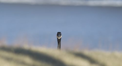 150404 Winnipeg - DAVID LIPNOWSKI / WINNIPEG FREE PRESS  A Canada Goose hangs out on Waterfront Drive Saturday April 4, 2015