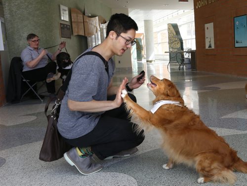 Dentistry student Bryan Wong gets the high paw from Phlirt one of four St. John Ambulance Therapy Dogs  and owners that volunteered their time Monday during the Pause for Paws event in the Buhler Atrium on the University of Manitoba Bannatyne Campus. The  U of M Health and Wellness for students organized this to give students a break while preparing for exams.  Phlirt is owned by Jim and Margaret MacKay.  Wayne Glowacki/Winnipeg Free Press April 6 2015