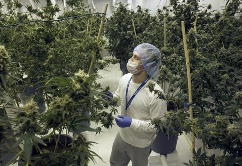Delta Nine Biotech  harvester ( who wished his name not to appear in paper) with medical marijuana grown in Winnipeg  Marijuana plants are budding and are ready to be harvested- See Martin Cash story- Apr 08, 2015   (JOE BRYKSA / WINNIPEG FREE PRESS)