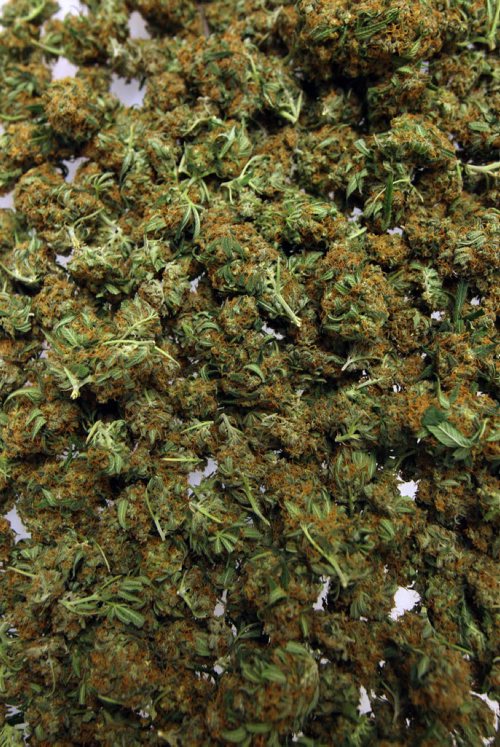 Delta Nine Biotech medical marijuana grown in Winnipeg buds being harvested- See Martin Cash story- Apr 08, 2015   (JOE BRYKSA / WINNIPEG FREE PRESS)