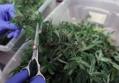 Delta Nine Biotech- medical marijuana grown in Winnipeg buds being harvested- See Martin Cash story- Apr 08, 2015   (JOE BRYKSA / WINNIPEG FREE PRESS)