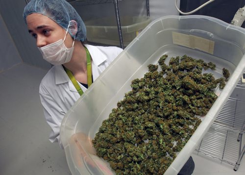 Delta Nine Biotech John Arbuthnot with  medical marijuana grown in Winnipeg buds being harvested- See Martin Cash story- Apr 08, 2015   (JOE BRYKSA / WINNIPEG FREE PRESS)