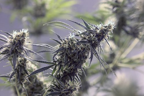 Delta Nine Biotech- medical marijuana grown in Winnipeg plants in the final budding cycle just prior to harvesting- See Martin Cash story- Apr 08, 2015   (JOE BRYKSA / WINNIPEG FREE PRESS)