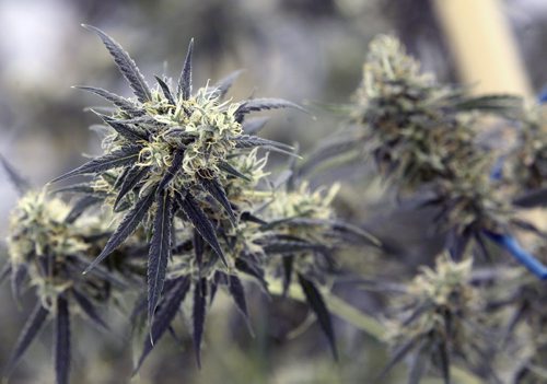 Delta Nine Biotech- medical marijuana grown in Winnipeg plants in the final budding cycle just prior to harvesting- See Martin Cash story- Apr 08, 2015   (JOE BRYKSA / WINNIPEG FREE PRESS)