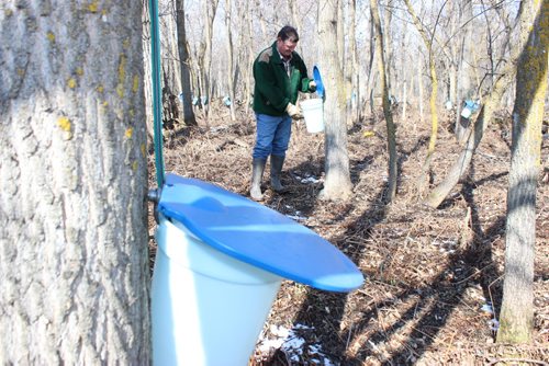036 - 050 - Bob Gass's Manitoba Maple Syrup brand.   054 - Maple syrup at just the right viscosity to be bottled.   066 - 090 - 093 - 110 - 116 Bob Gass out checking his buckets in his 12-acre maple tree forest. ?   Bill Redekop / Winnipeg Free Press April 2015