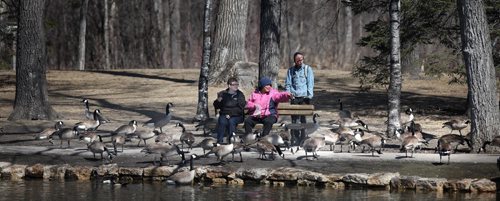 STAND-UP - WEATHER - Birds and bird lovers flock together at St Vital Park's Duck Pond Friday afternoon, both basking in the sunny spring warmth. Temps for Saturday are expected to range in the 20C's.  (April 10, 2015 - (Phil Hossack / Winnipeg Free Press)
