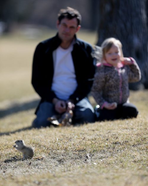 Andre and his daughter Lily, 4, feeding a Prairie Dog in Assiniboine Park, Saturday, April 11, 2015. (TREVOR HAGAN/WINNIPEG FREE PRESS)