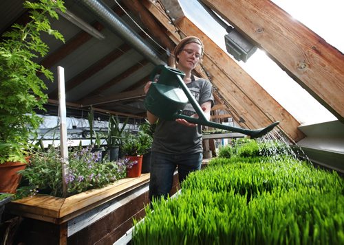 Laura Tait a farm assistant at FortWhyte Farms, waters some healthy wheat grass in the green house at Fort Whyte Tuesday.  FortWhyte Farms uses the practice of sustainable urban agriculture to build farm training for youth and education for local school groups.   Standup photo  Ruth Bonneville / Winnipeg Free Press April 14, 2015