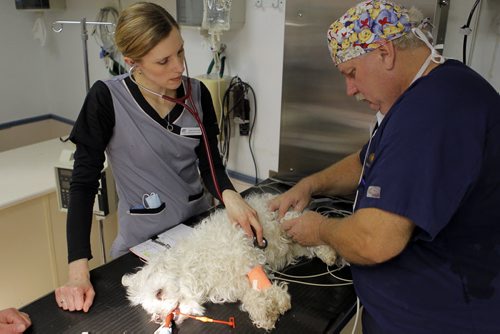 PET PAGE - A dog named Bogey blew out his ACL and undergos a very fancy knee surgery at the Transcona Veterinary Hospital.There are only two vet surgeons in Manitoba who do this special reconstructive surgery on dogs and the top guy, Dr. Murray Moffatt, right. Crista Hnytka. BORIS MINKEVICH/WINNIPEG FREE PRESS APRIL 16, 2015