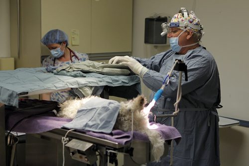 PET PAGE - A dog named Bogey blew out his ACL and undergos a very fancy knee surgery at the Transcona Veterinary Hospital.There are only two vet surgeons in Manitoba who do this special reconstructive surgery on dogs and the top guy, Dr. Murray Moffatt, right, does the operation here. Animal health Tech Laurie Polson, left. BORIS MINKEVICH/WINNIPEG FREE PRESS APRIL 16, 2015