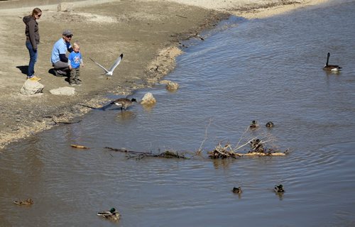 Shauna and Quincy Smoliak and their son, Smith, 2, feeding geese and ducks on the River Walk along the Assiniboine River near The Forks, Saturday, April 18, 2015. (TREVOR HAGAN/WINNIPEG FREE PRESS)