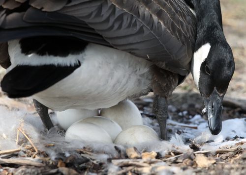 A Canada Goose tends to her nest of eggs on a boulevard in St Vital Shopping Centre Tuesday-Breaking News- Apr 20, 2015   (JOE BRYKSA / WINNIPEG FREE PRESS)