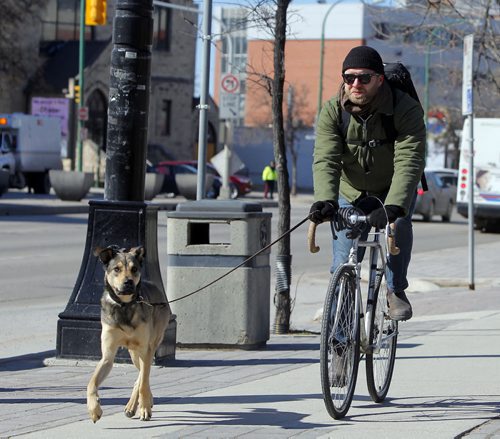 LOCAL -  In brisk weather, a cyclist and dog whizz past the University of Winnipeg. No ID given to photog. BORIS MINKEVICH/WINNIPEG FREE PRESS APRIL 22, 2015