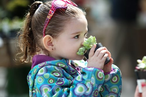 49.8 Feature page on Gardening.  Photos taken at Shelmerdine Garden Centre.  Two-year-old Jade Nearing is drawn to small cactus plants called succulents while shopping with her mom and grandmother recently.    Ruth Bonneville / Winnipeg Free Press April 21, 2015