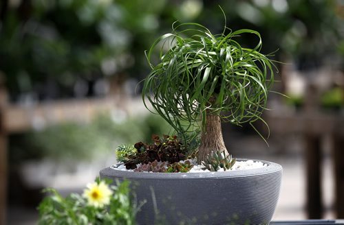 49.8 Feature page on Gardening.  Photos taken at Shelmerdine Garden Centre.  Mixing small cactus plants called succulents with this ponytail palm tree adds interest to a summer patio and can be taken inside at the end of the season.    Ruth Bonneville / Winnipeg Free Press April 21, 2015