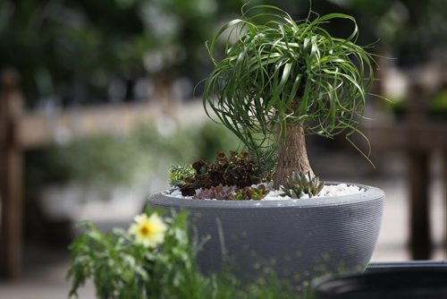 49.8 Feature page on Gardening.  Photos taken at Shelmerdine Garden Centre.  Mixing small cactus plants called succulents with this ponytail palm tree adds interest to a summer patio and can be taken inside at the end of the season.    Ruth Bonneville / Winnipeg Free Press April 21, 2015
