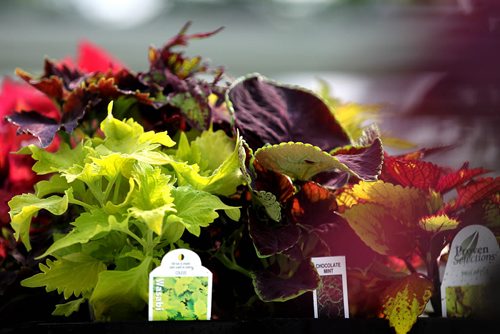49.8 Feature page on Gardening.  Photos taken at Shelmerdine Garden Centre.  Coleus comes in a vibrant selection of colours to add texture to your pots and gardens.   Ruth Bonneville / Winnipeg Free Press April 21, 2015