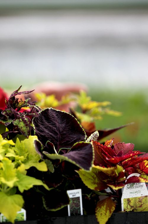 49.8 Feature page on Gardening.  Photos taken at Shelmerdine Garden Centre.  Coleus comes in a vibrant selection of colours to add texture to your pots and gardens.   Ruth Bonneville / Winnipeg Free Press April 21, 2015