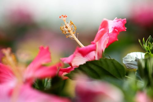 49.8 Feature page on Gardening.  Photos taken at Shelmerdine Garden Centre.  Colourful Hibiscus flowers are part of the patio tropical trend lately adding a touch of the tropics to your summer patio retreat.   Ruth Bonneville / Winnipeg Free Press April 21, 2015