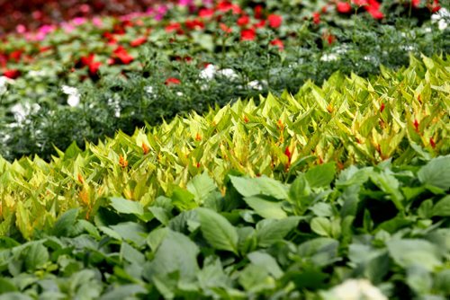 49.8 Feature page on Gardening.  Photos taken at Shelmerdine Garden Centre.  Thick rows of annuals lay like a colourful carpet in the greenhouse just waiting to be planted.    Ruth Bonneville / Winnipeg Free Press April 21, 2015