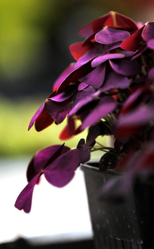 49.8 Feature page on Gardening.  Photos taken at Shelmerdine Garden Centre.  A vibrant variety of oxalis called charmed wine available at Shelmerdine's.  Merlot wine is the colour of the season for flowers.   Ruth Bonneville / Winnipeg Free Press April 21, 2015