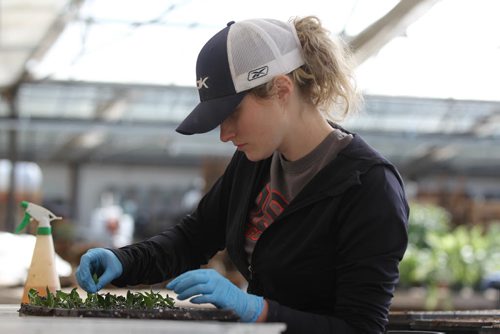 49.8 Feature page on Gardening.  Photos taken at Shelmerdine Garden Centre.  Stephanie Walker replants heliotrope clippings which attract butterflies that will be grown in their glass, steam filled greenhouse.    Ruth Bonneville / Winnipeg Free Press April 21, 2015