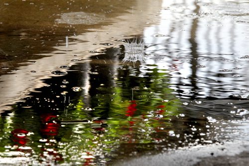 49.8 Feature page on Gardening.  Photos taken at Shelmerdine Garden Centre.  Flowers are reflected in the water on the concrete floor after watering rows of flowers in Shelmerdine's greenhouse recently.    Ruth Bonneville / Winnipeg Free Press April 21, 2015