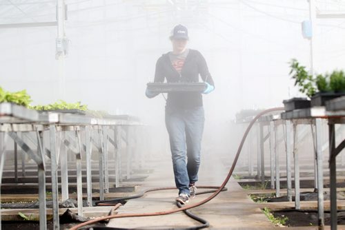 49.8 Feature page on Gardening.  Photos taken at Shelmerdine Garden Centre.  Stephanie Walker carries a tray of  heliotrope clippings  grown in their glass, steam filled greenhouse.    Ruth Bonneville / Winnipeg Free Press April 21, 2015